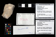 Foto (Objekt + Etikett) von Goniodromitidae indet.  (NHMW-GEO-2014-0194-0262)